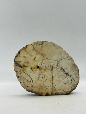 Окаменевшее дерево минералы 0.086 гр 10288-9 фото